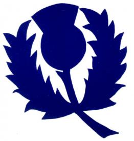 Scottish Thistle